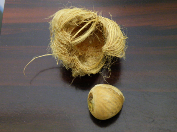 31-04老檳榔果實 