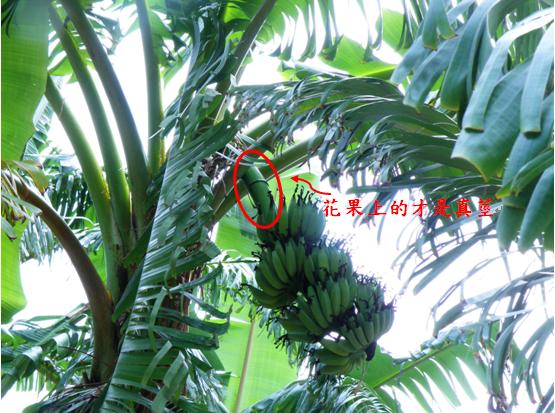 36香蕉真莖