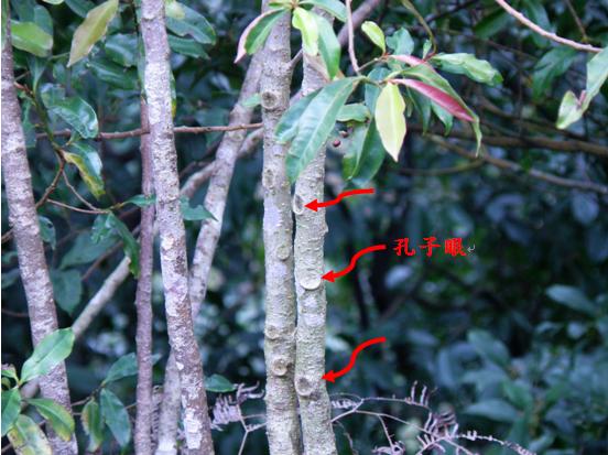 37小葉樹杞孔子眼 37小葉樹杞孔子眼