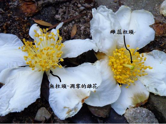 38大頭茶雌雄花