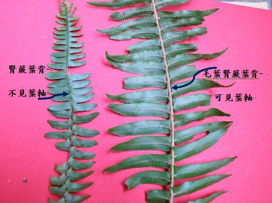 41腎蕨VS.毛葉腎蕨