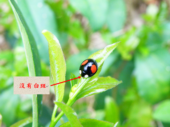 01-02雌赤星瓢蟲.bmp 01-02雌赤星瓢蟲.bmp