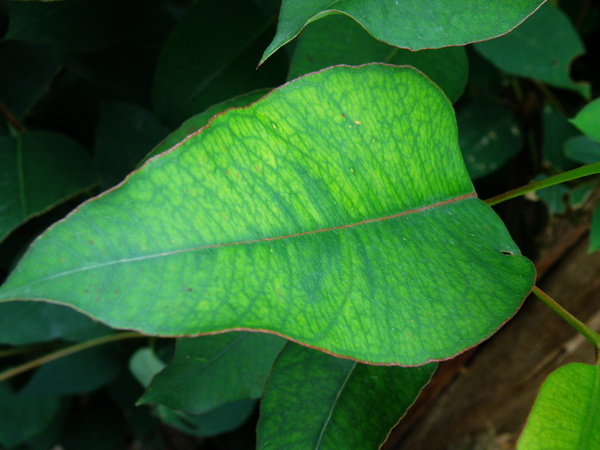 06-01大葉桉.JPG 06-01大葉桉.JPG