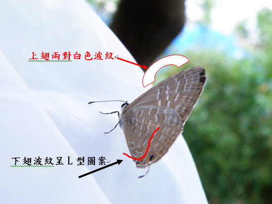 13-03白波紋小灰蝶.bmp 13-03白波紋小灰蝶.bmp