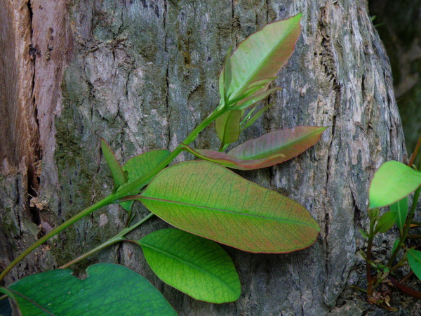 06-02大葉桉.JPG 06-02大葉桉.JPG