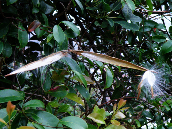 03-02酸藤.JPG 03-02酸藤.JPG