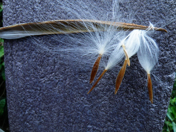 03-03酸藤.JPG 03-03酸藤.JPG