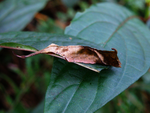 15-01何方神聖.JPG 15-01何方神聖.JPG