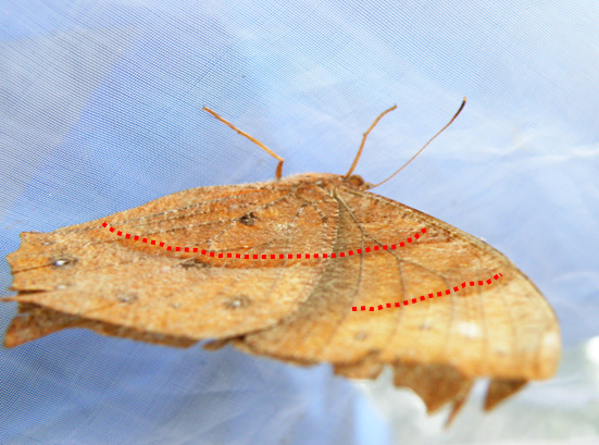 08-03黑樹蔭蝶低溫型.bmp 08-03黑樹蔭蝶低溫型.bmp