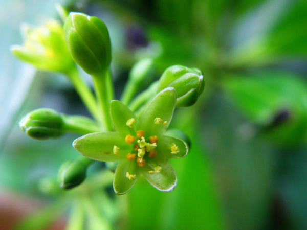 04-03紅楠.JPG 04-03紅楠.JPG