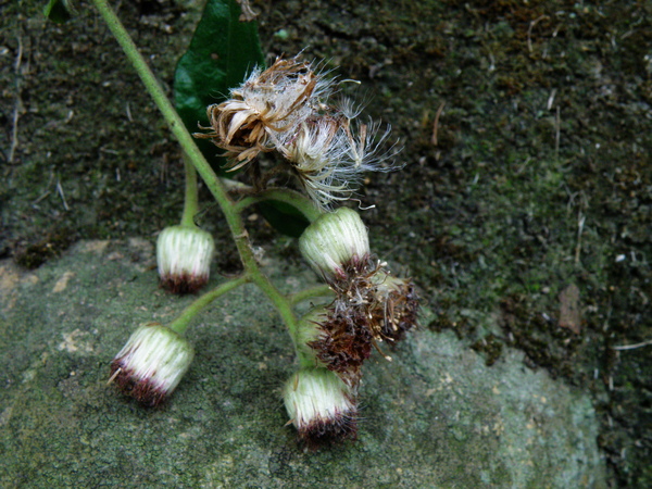 09-01大頭艾納香.JPG 09-01大頭艾納香.JPG