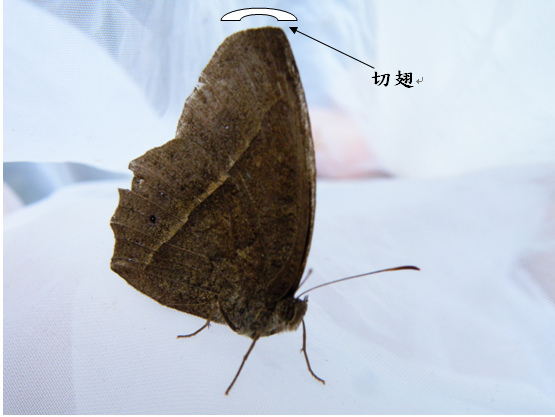 12-03切翅單環蝶.bmp 12-03切翅單環蝶.bmp
