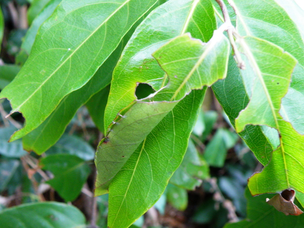 02-06猿尾藤上鸞褐弄蝶.JPG 02-06猿尾藤上鸞褐弄蝶.JPG