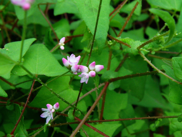 10-01刺寥.JPG 10-01刺寥.JPG