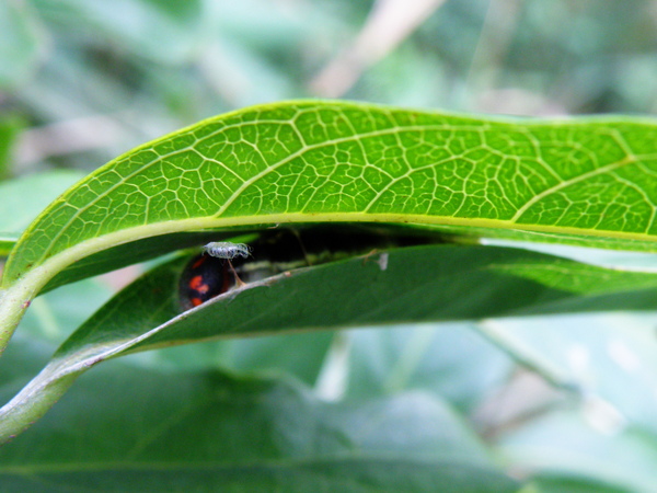 02-07猿尾藤上鸞褐弄蝶.JPG 02-07猿尾藤上鸞褐弄蝶.JPG