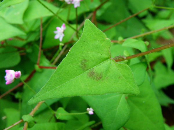 10-02刺寥.JPG 10-02刺寥.JPG