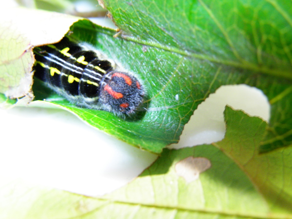 02-08猿尾藤上鸞褐弄蝶.JPG 02-08猿尾藤上鸞褐弄蝶.JPG