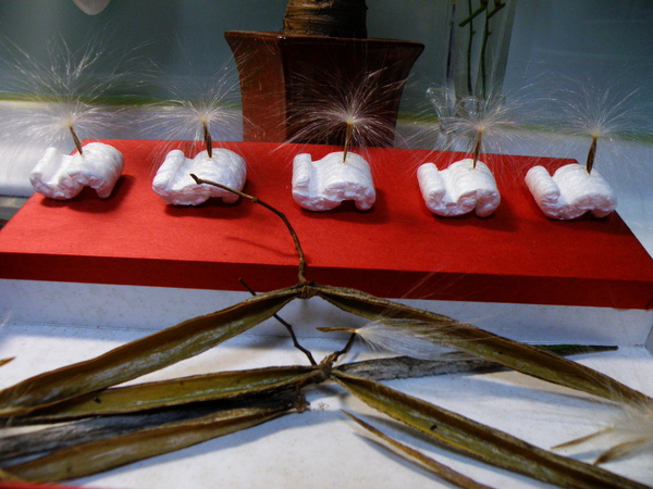 酸藤種子DIY 酸藤種子DIY