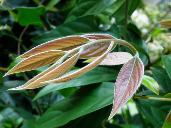 01-01軟毛柿.JPG 01-01軟毛柿.JPG