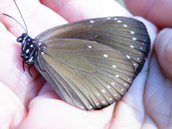 02-01小紫斑蝶.JPG 02-01小紫斑蝶.JPG