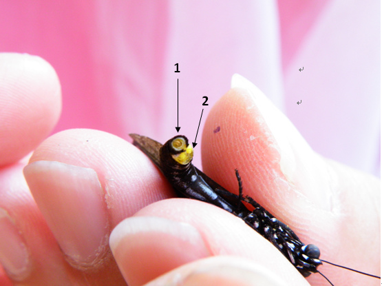 02-03小紫斑蝶.bmp 02-03小紫斑蝶.bmp