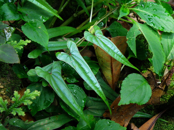 03-02基隆野山藥.JPG 03-02基隆野山藥.JPG