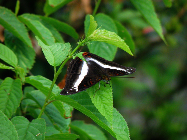 09-01紫單帶蛺蝶.JPG 09-01紫單帶蛺蝶.JPG