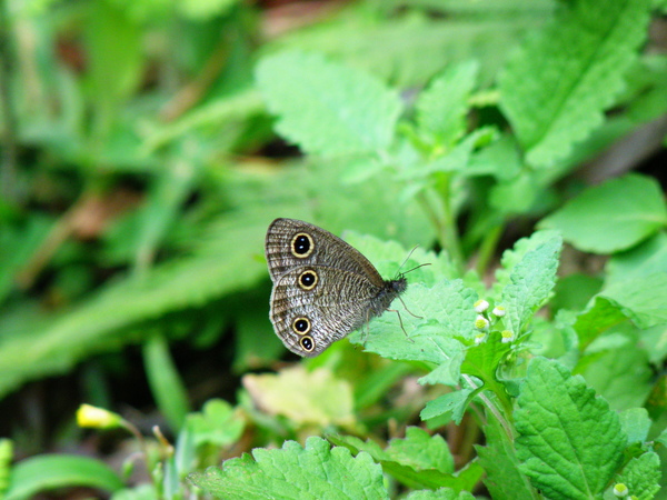 12-01台灣波紋小灰蝶.JPG 12-01台灣波紋小灰蝶.JPG