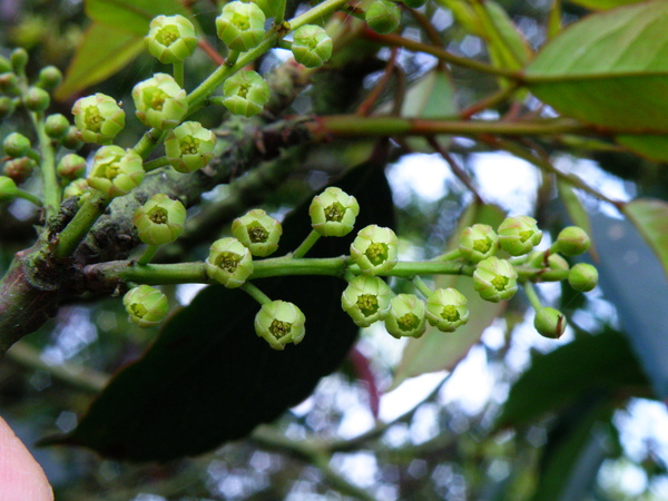 30-02薯豆.JPG 30-02薯豆.JPG