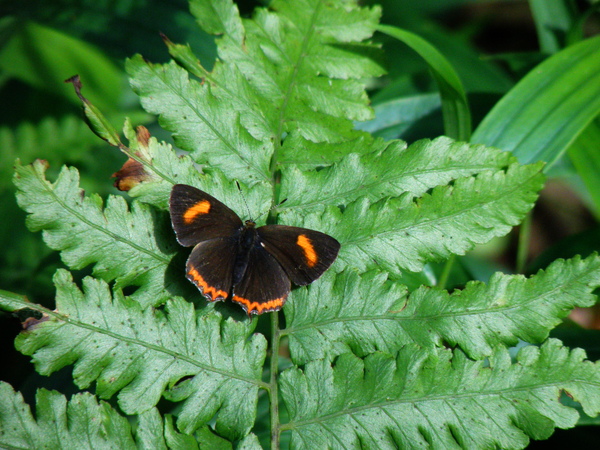 31-01母的紅邊黃小灰蝶.JPG 31-01母的紅邊黃小灰蝶.JPG