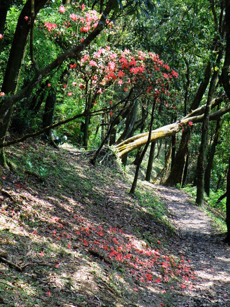 36-07金毛杜鵑小徑.JPG 36-07金毛杜鵑小徑.JPG