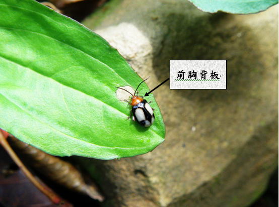 45-03四紋溝腳葉蚤.bmp 45-03四紋溝腳葉蚤.bmp