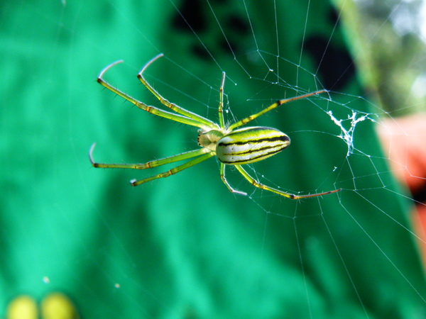 01-03大銀腹蜘蛛母的.JPG 01-03大銀腹蜘蛛母的.JPG