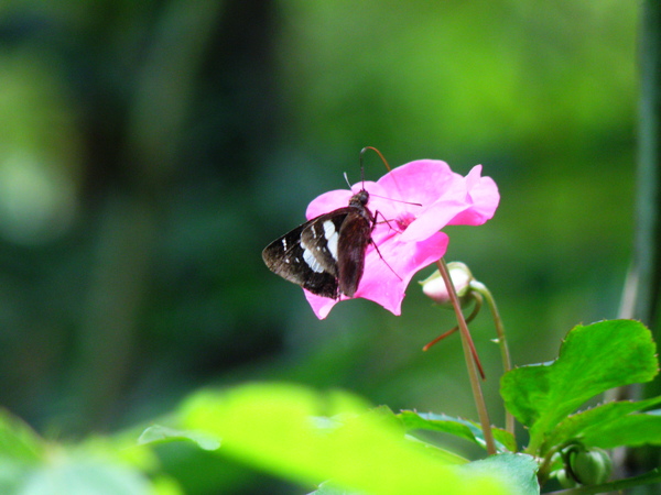 13-01黑弄蝶.JPG 13-01黑弄蝶.JPG