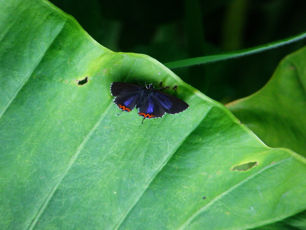 31-02公的紅邊黃小灰蝶.JPG 31-02公的紅邊黃小灰蝶.JPG