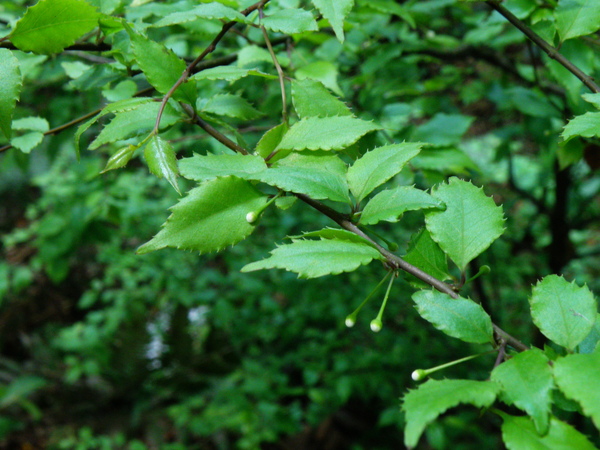 34-01燈秤花雌花.JPG 34-01燈秤花雌花.JPG