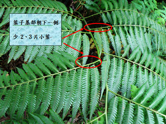 35-04金狗毛蕨.bmp 35-04金狗毛蕨.bmp