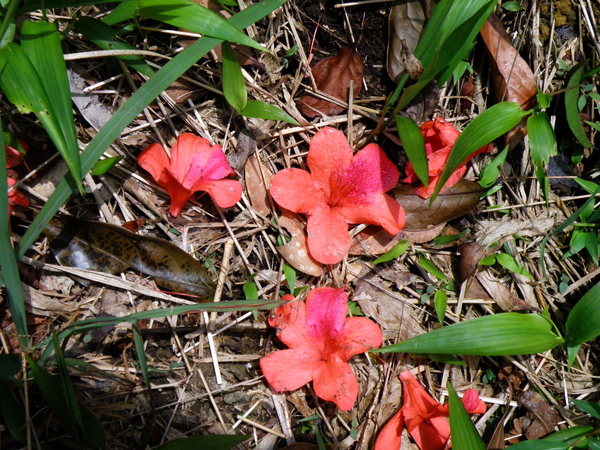 36-03落地公的金毛杜鵑.JPG 36-03落地公的金毛杜鵑.JPG