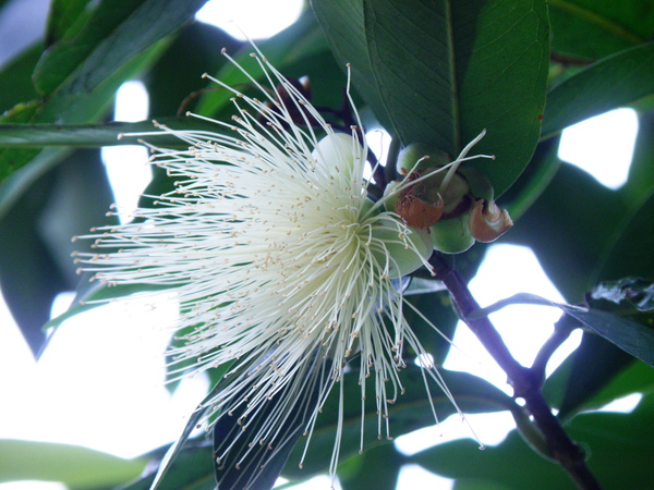 05-01蒲桃.JPG 05-01蒲桃.JPG