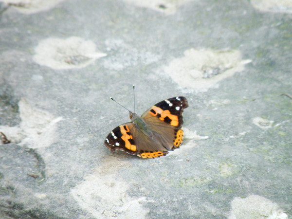 10-02紅蛺蝶.JPG 10-02紅蛺蝶.JPG