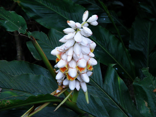 16-02烏來月桃.JPG 16-02烏來月桃.JPG