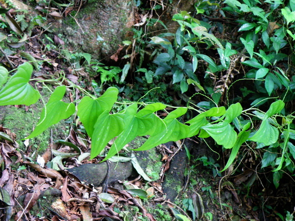 23-01華南薯蕷.JPG 23-01華南薯蕷.JPG