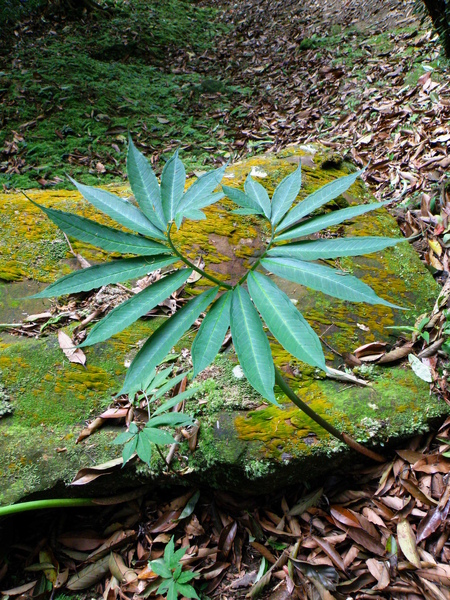 25-03羽葉天南星.JPG 25-03羽葉天南星.JPG