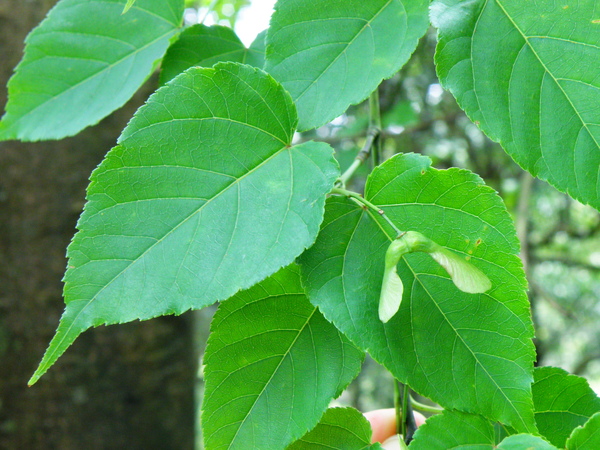 32-01尖葉槭.JPG 32-01尖葉槭.JPG