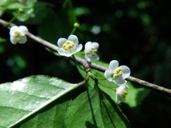 34-02燈秤花雄花.JPG 34-02燈秤花雄花.JPG