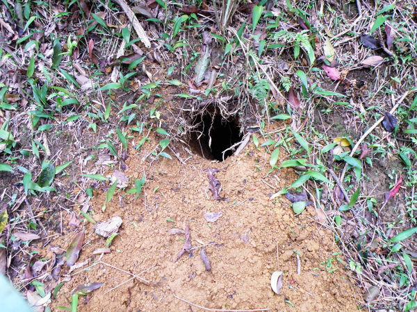 35-01穿山甲洞.JPG 35-01穿山甲洞.JPG