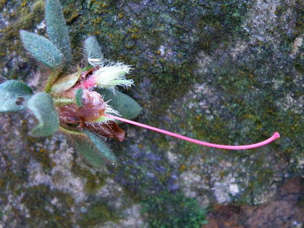 36-04樹上母的金毛杜鵑.JPG 36-04樹上母的金毛杜鵑.JPG