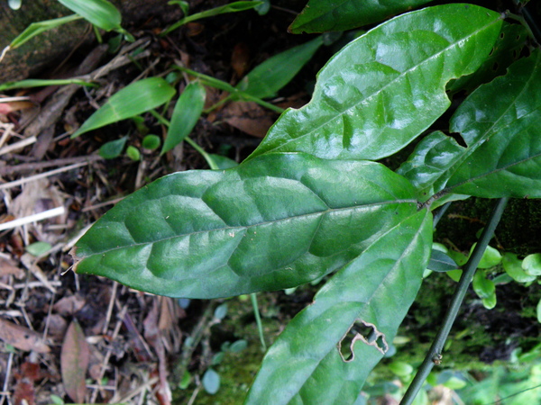 38-01清風藤一箭穿心.JPG 38-01清風藤一箭穿心.JPG