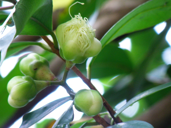 05-02蒲桃.JPG 05-02蒲桃.JPG