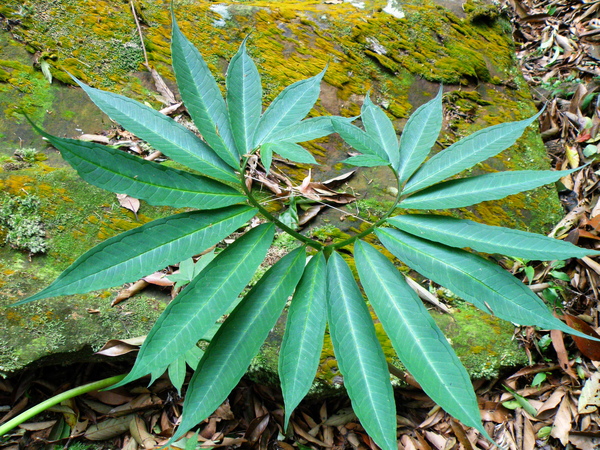 25-04羽葉天南星.JPG 25-04羽葉天南星.JPG